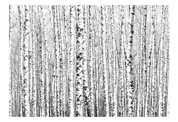 Tapete 'Birch forest'
