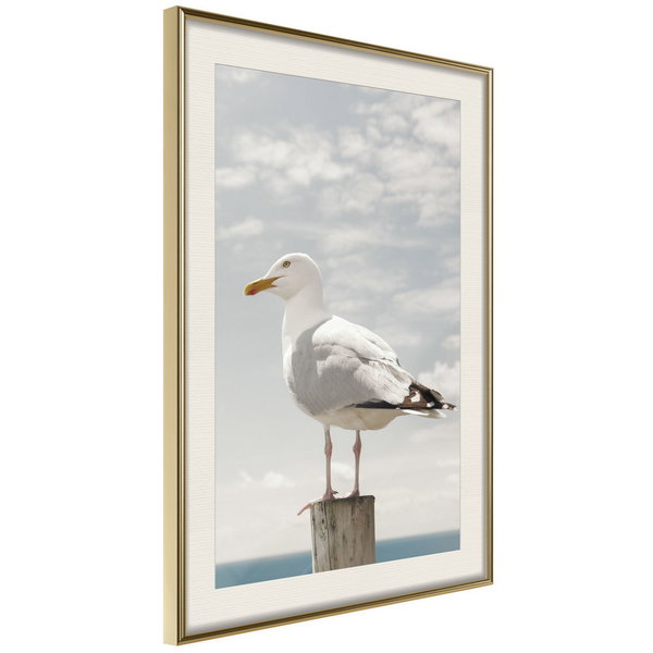 Poster 'Curious Seagull'