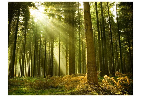Wallpaper 'Pine Forest'