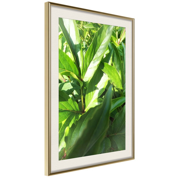 Poster 'Somewhere in the Garden'