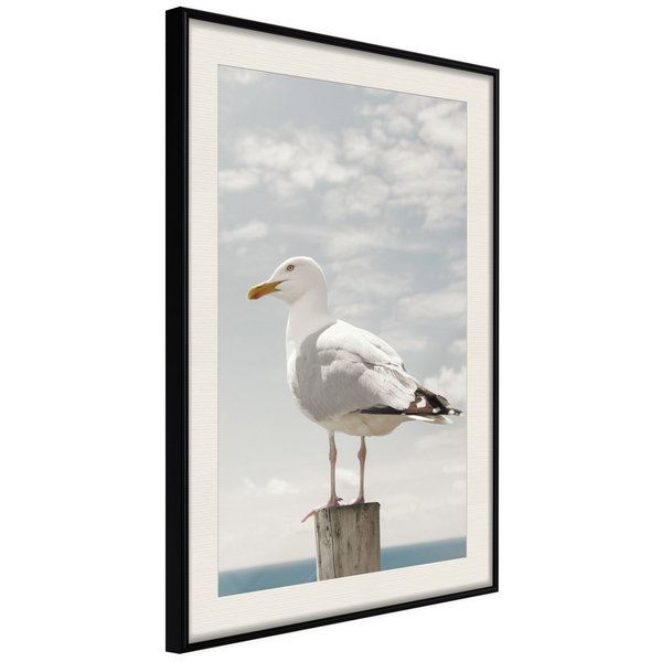 Poster 'Curious Seagull'