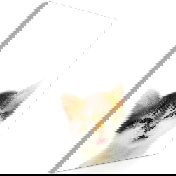 Imprimare de artă pe pânză 'Vexed Cat Vertical'