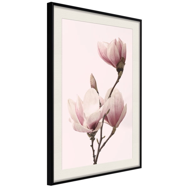 Poster 'Blooming Magnolias III'