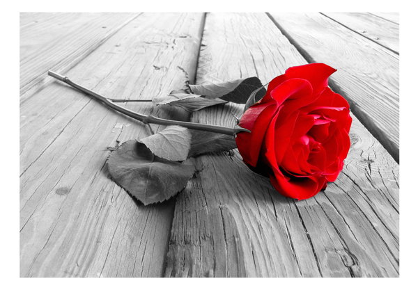 Tapete 'Abandoned Rose'