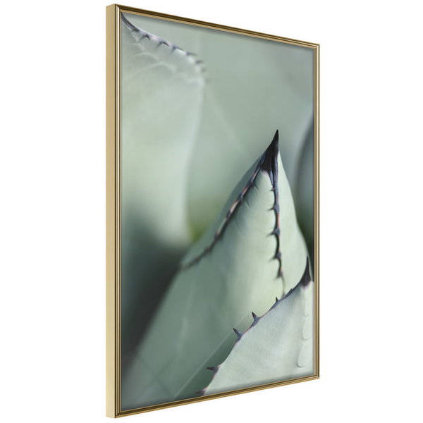 Poster 'Young Leaf of Agave'