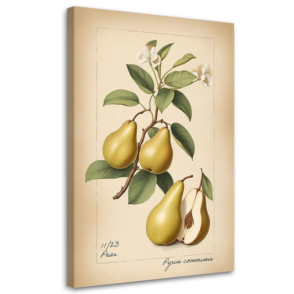 Kunstdruck auf Leinwand 'Pear'