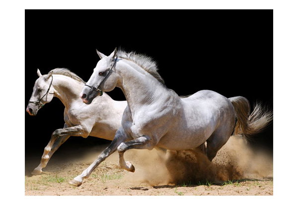 Tapete 'Ein Galopp im Sand'