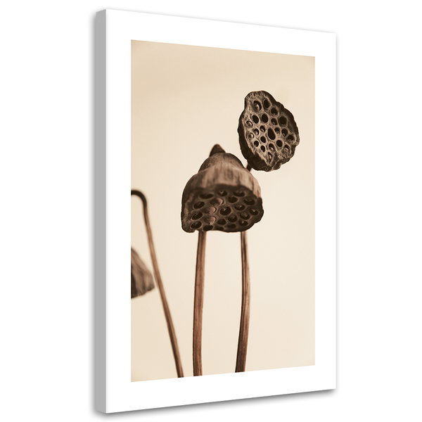 Kunstdruck auf Leinwand 'Sepia Toned Dried Lotus Pods'