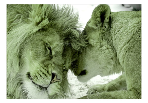 Selbstklebende Tapete 'Lion Tenderness (Green)'