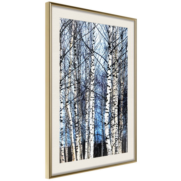 Poster 'Winter Birch Trees'