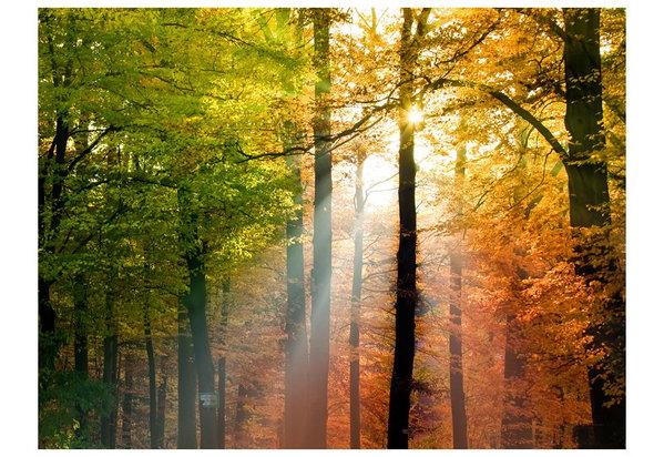Tapete 'Wunderschöner Herbst'