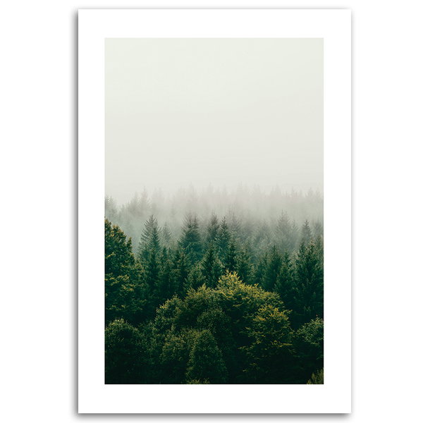 Kunstdruck auf Leinwand 'Foggy Evergreen Forest'