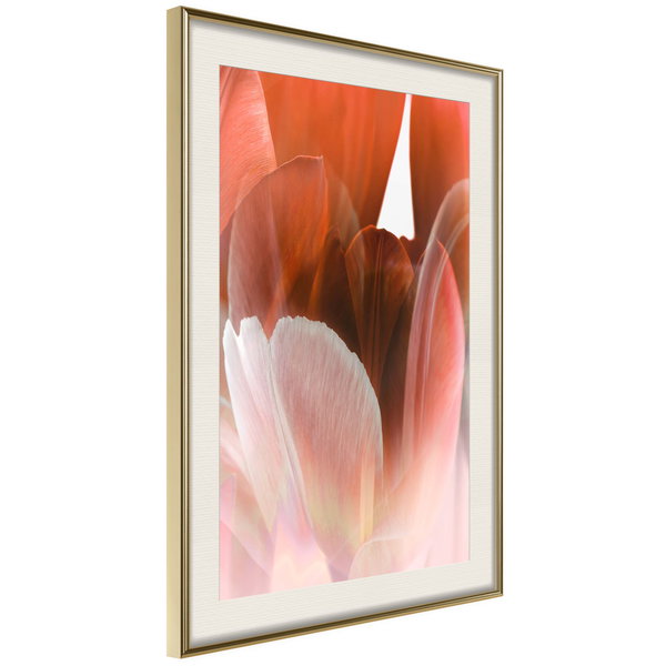 Poster 'Tulip Petals'