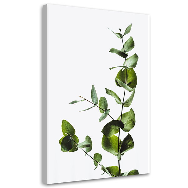 Kunstdruck auf Leinwand 'Eucalyptus'