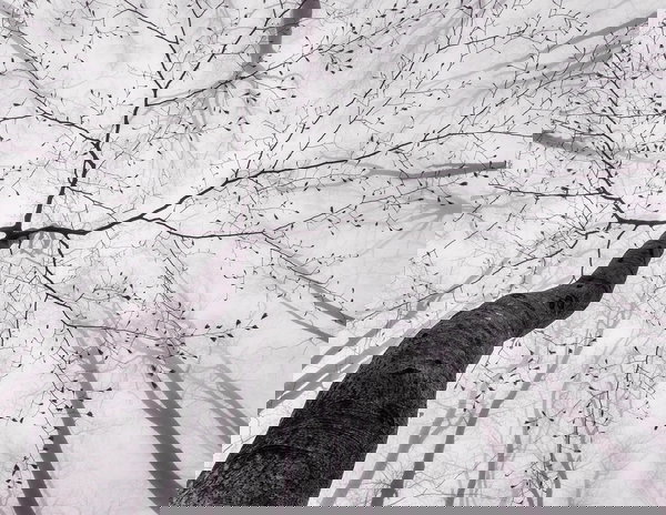 Papel pintado 'Tree Top' 336x260cm