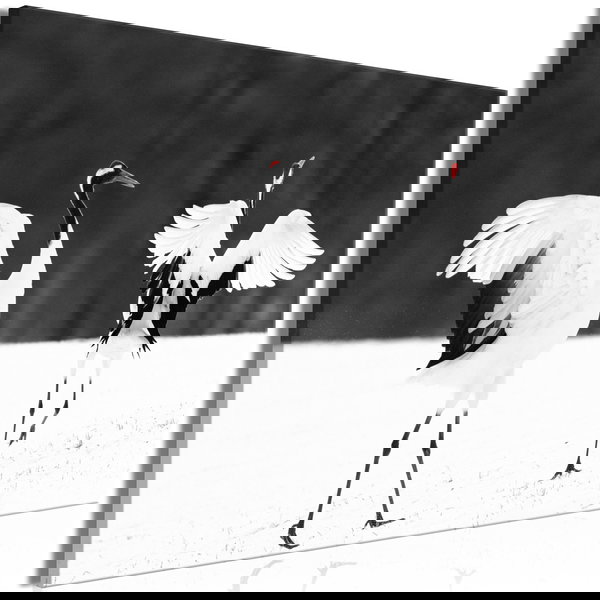 Kunstdruk op canvas 'Dancing Cranes Wide'