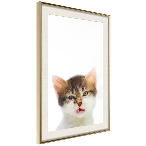 Poster 'Vexed Cat'