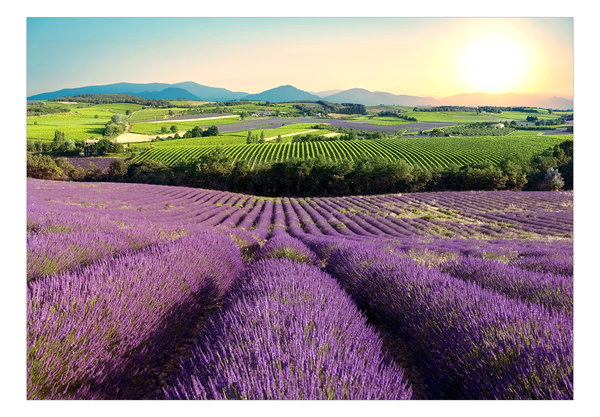 Tapete 'Lavender Field'