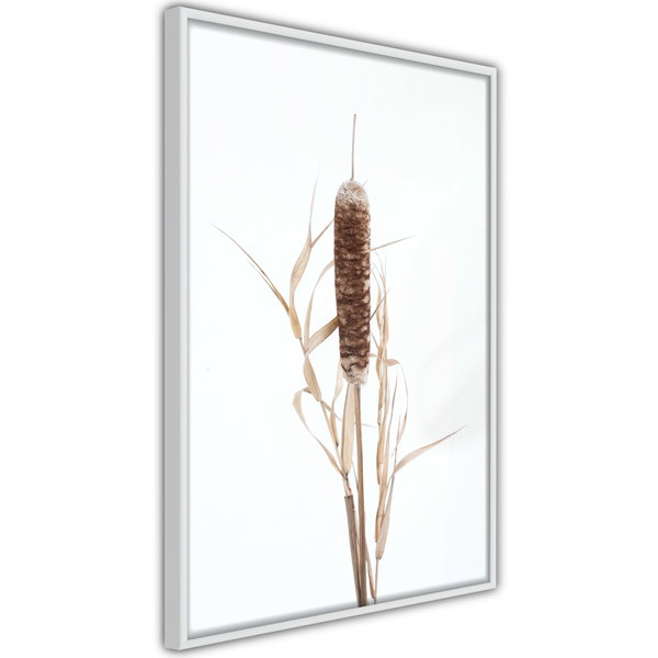 Poster 'Typha'