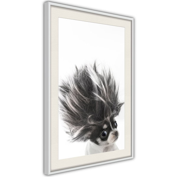Poster 'Chihuahua'