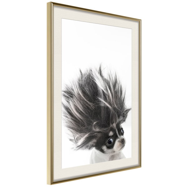 Poster 'Chihuahua'